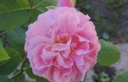 Semaine de la rose