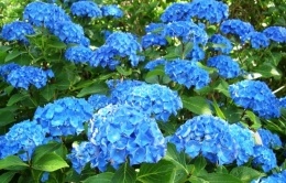 Hydrangeas