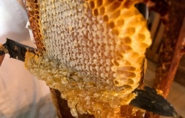 Récolte du miel avec Marie et Ange Bigot © Greboval