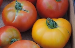 Tomates du Bocage Mayennais