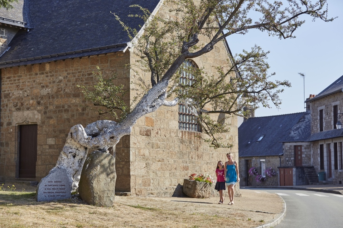 L'Aub&eacute;pine de Saint-Mars-la-Futaie, le ou l'un des plus vieux arbres de France