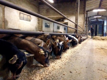 Visites à la ferme