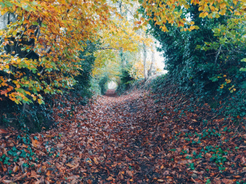 Fougerolles-du-Plessis