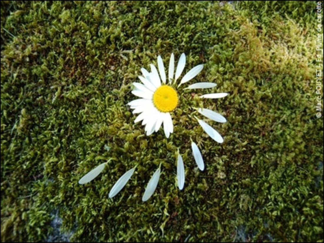 Land art de Marc Pouyet, artiste de nature
