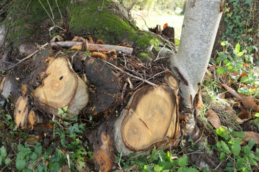 Coupe au plus pr&egrave;s du sol
