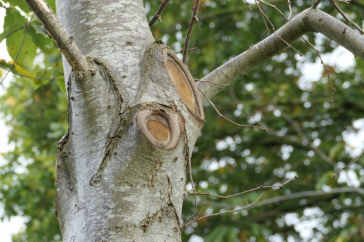 Coupe au ras du tronc