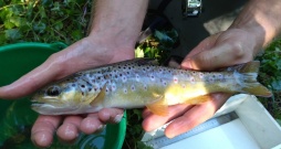 Truite Fario
