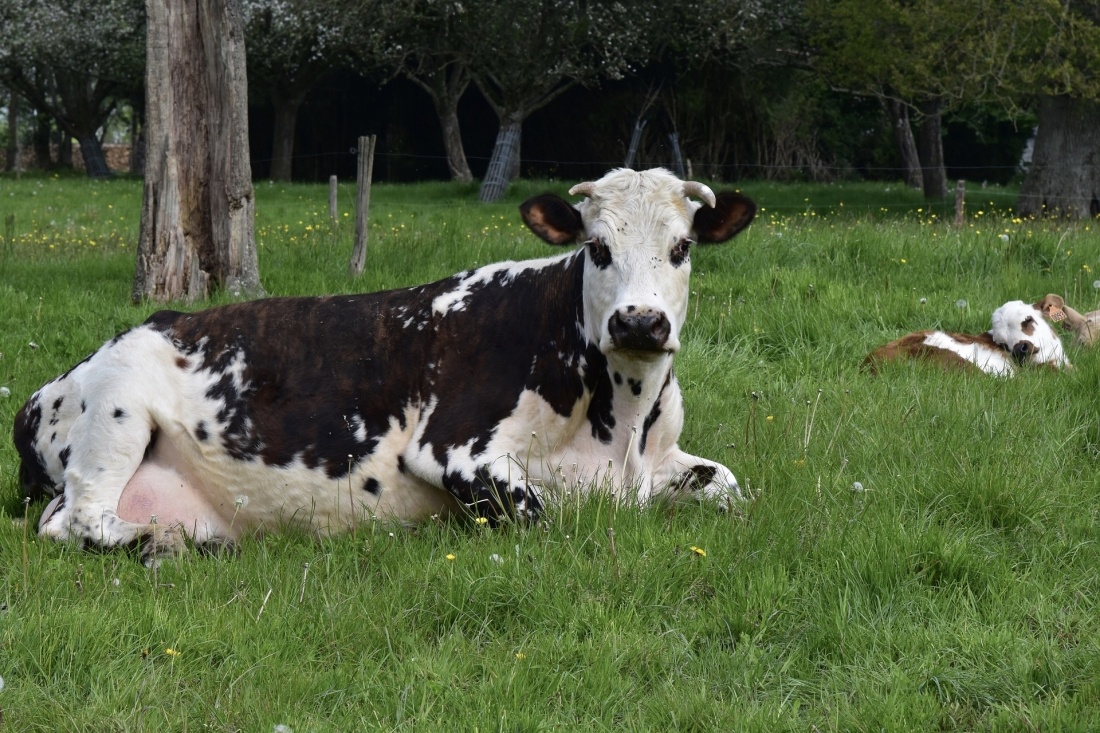 Vache normande