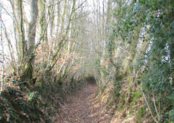 Randonn&eacute;e - Circuit des M&eacute;zerais &agrave; Colombiers-du-Plessis