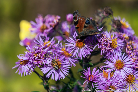 &copy; Jean Yves Guyard