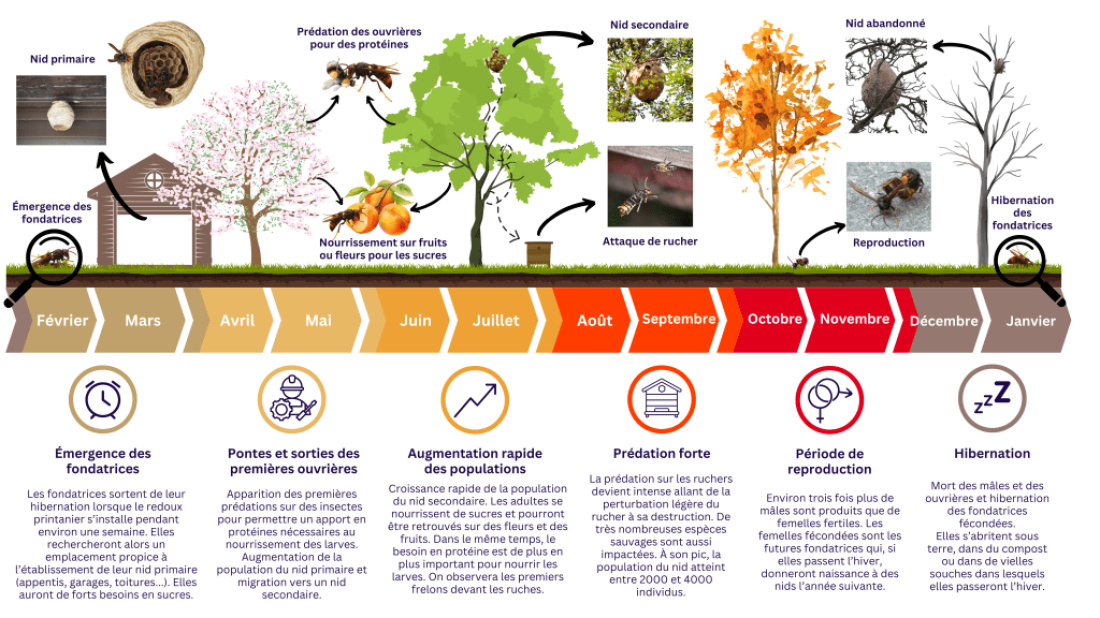 Union Nationale de l'Apiculture Fran&ccedil;aise (UNAF)