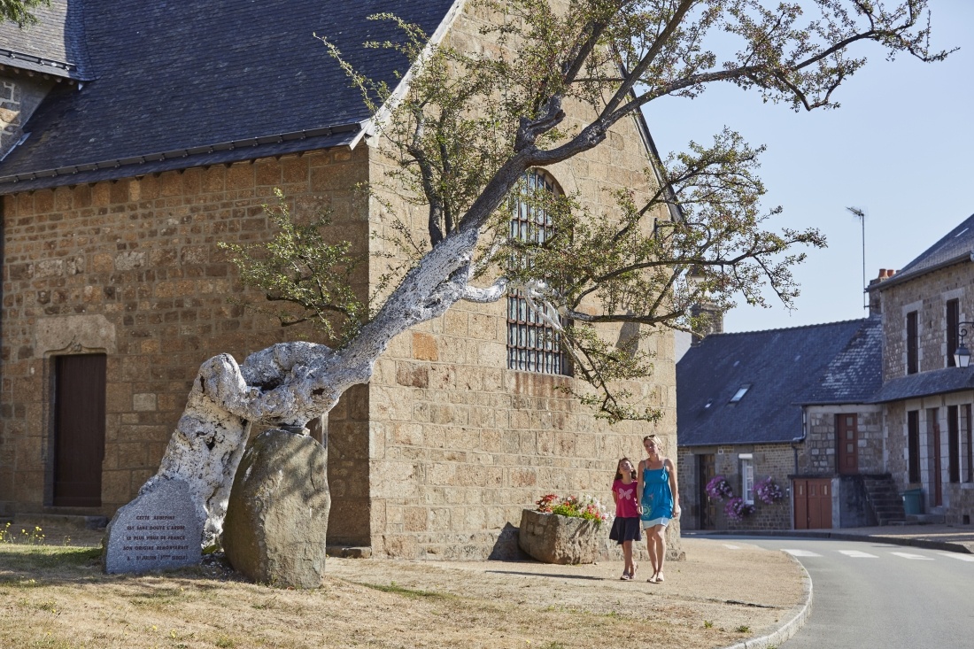 L'Aubépine de Saint-Mars-la-Futaie, le ou l'un des plus vieux arbres de France