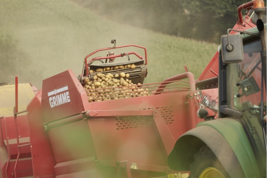 Ramassage de pommes de terre