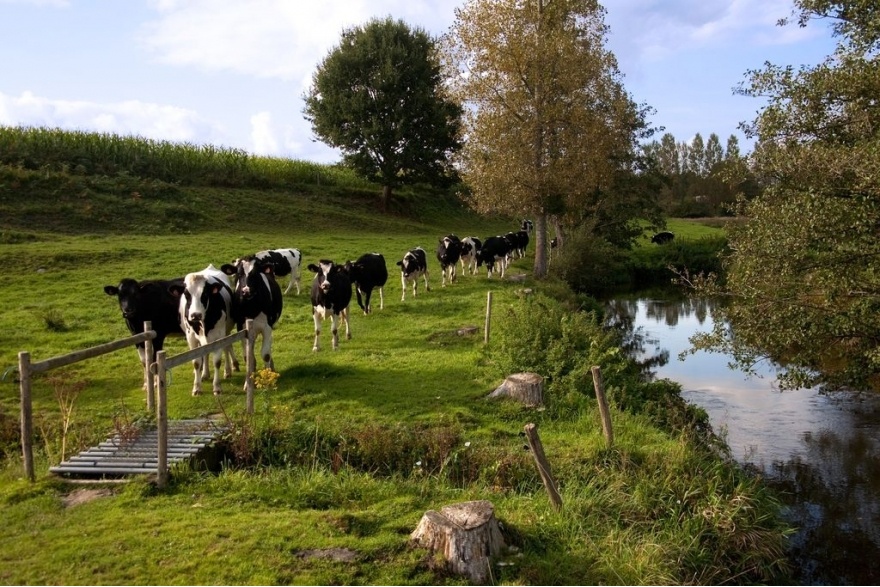 Exploitation laitière à Brecé