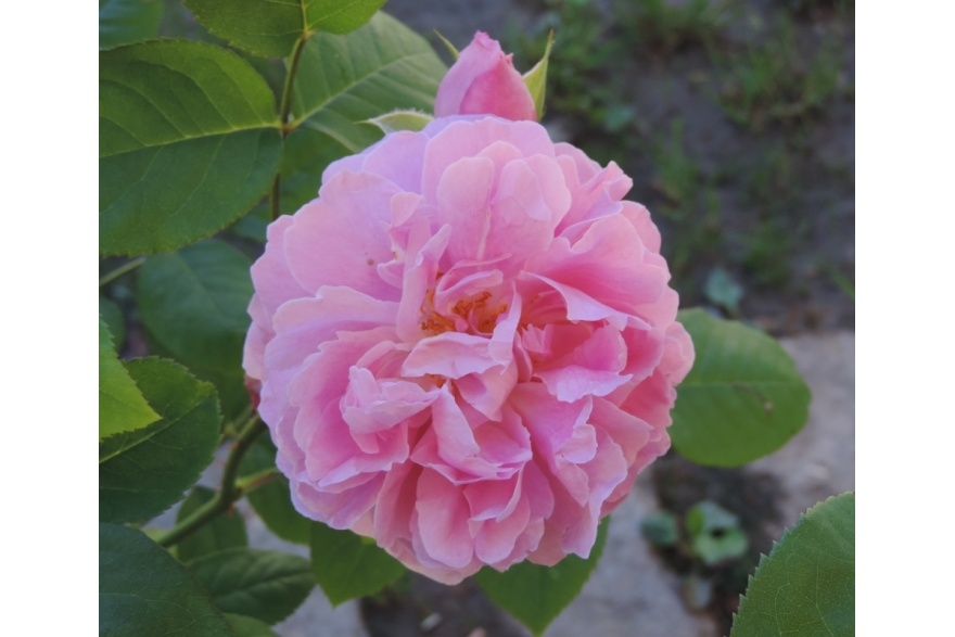 Semaine de la rose