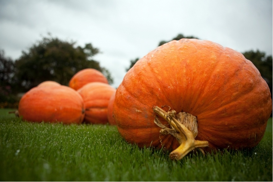 Fête des citrouilles @ Greboval