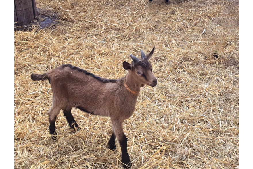 Chèvrerie de la Colmont